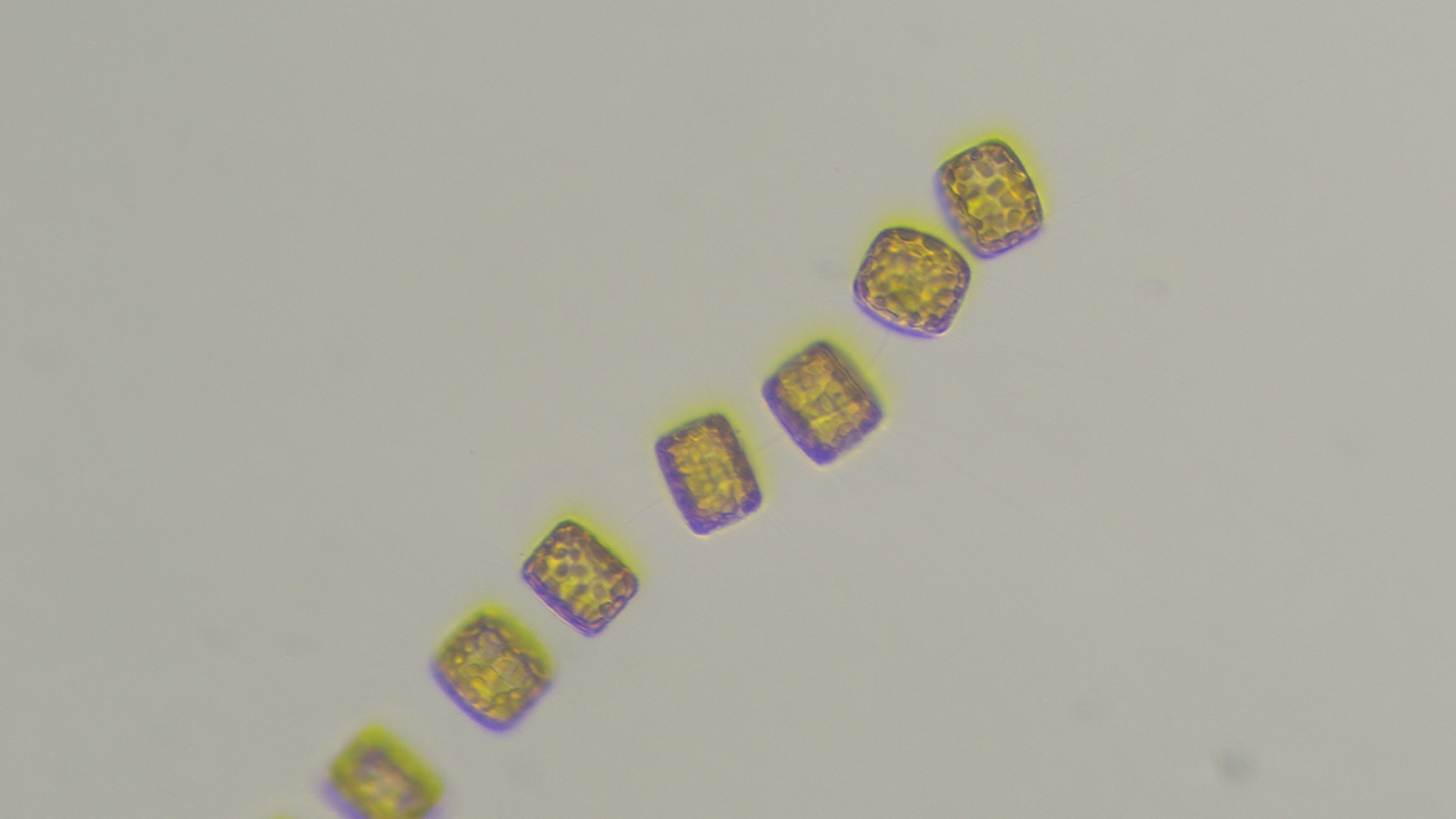 Especie de microalga